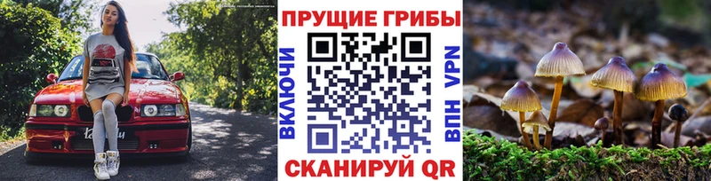Галлюциногенные грибы Psilocybe купить наркоту Шилка